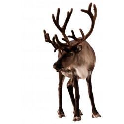 Autocollant Elan profil