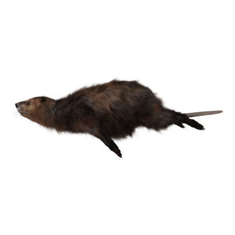 Sticker marmotte nage