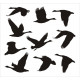 Sticker planche oiseaux en vol