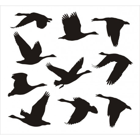 Sticker planche oiseaux en vol