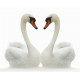 Sticker cygne blanc