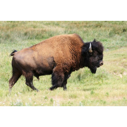 Sticker bison de coté