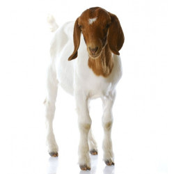 Sticker biquette chèvre marron