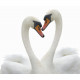 Sticker couple de cygnes