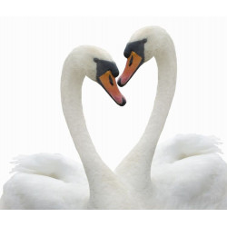 Sticker couple de cygnes