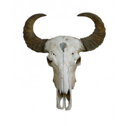 Sticker crane de buffle