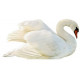 Sticker cygne