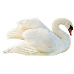 Sticker cygne