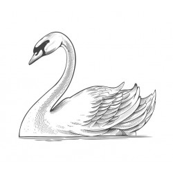 Sticker cygne noir et blanc