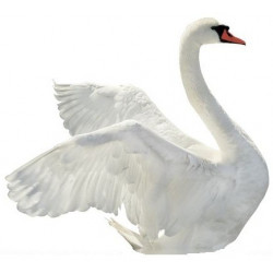 Sticker cygne en vol