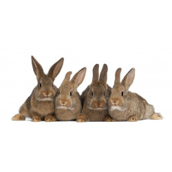 Sticker lapins en famille