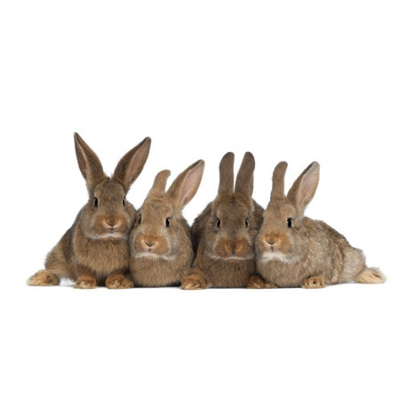 Sticker lapins en famille