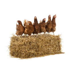 Sticker poules en famille