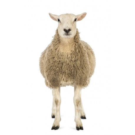 Sticker mouton blanc de face