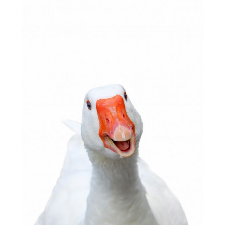 Sticker oie blanche dit bonjour