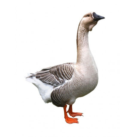 Sticker oie debout grise