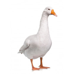 Sticker oie debout blanche