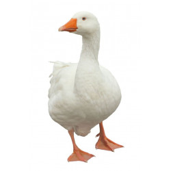 Sticker oie debout blanche profil