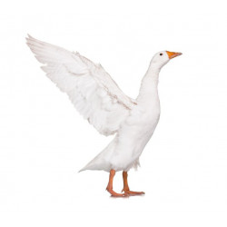 Sticker oie s'envole