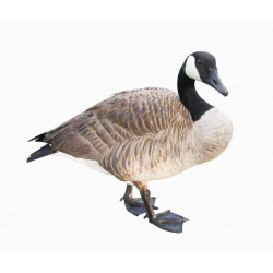 Sticker Autocollant oie grise