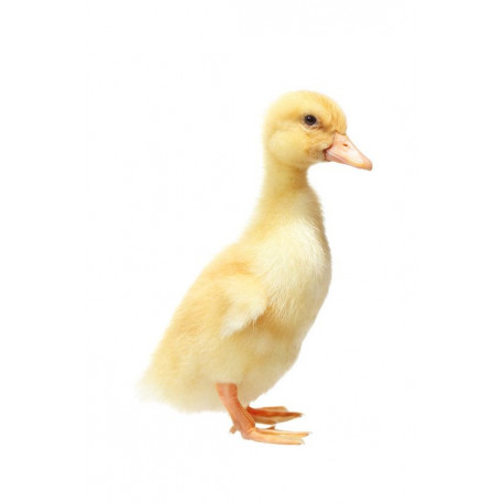 Sticker petit canard