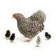 Sticker poule avec ses poussins