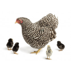 Sticker poule avec ses poussins