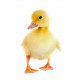 Sticker poussin jaune