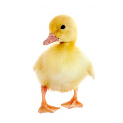 Sticker poussin jaune