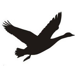 Sticker oiseau vol silhouette
