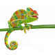 Sticker camaléon vert et orange