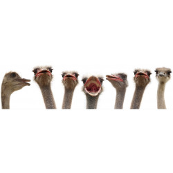 Sticker têtes autruche