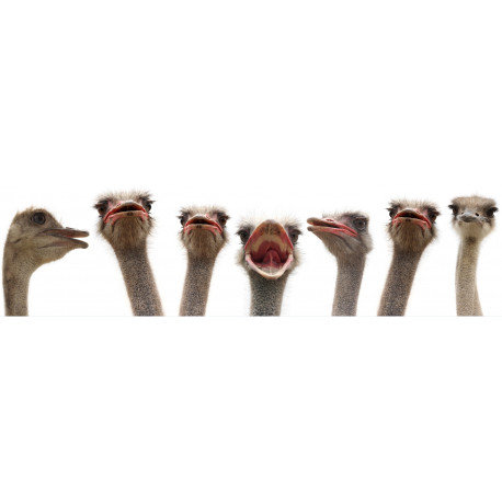 Sticker têtes autruche