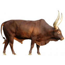 Sticker buffle de côté