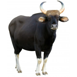 Sticker buffle marron