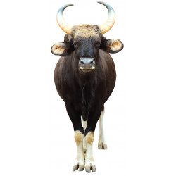 Sticker buffle noir de côté