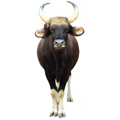 Sticker buffle noir de côté