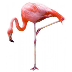 Sticker buffle de profil