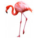 Sticker flamant rose