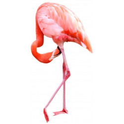 Sticker flamant rose