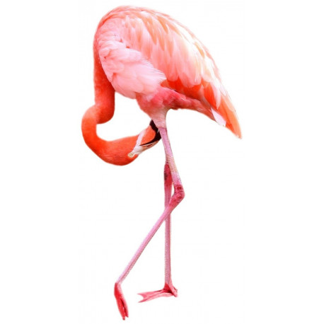 Sticker flamant rose