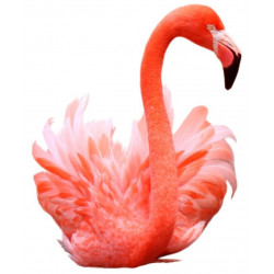 Sticker flamant rose se lave