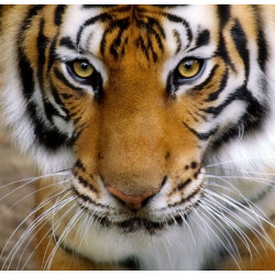 Sticker flamant rose de face