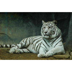 Sticker caméléon multi color