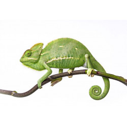 Sticker tigre blanc couhé