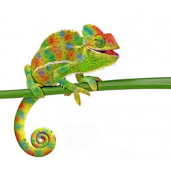 Sticker camaléon vert
