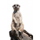 Sticker mural suricate debout