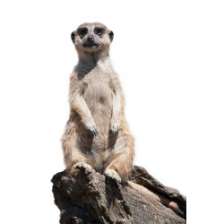 Sticker mural suricate debout