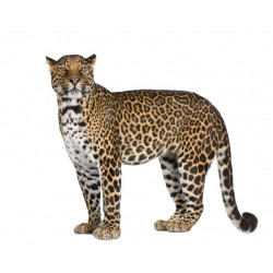 Sticker Caméléon sur branche