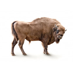 Sticker muraux Bizon